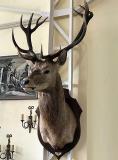 Cerf beau et grand Impressionnant   H 1m80.jpg